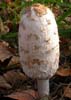 Coprinus comatus